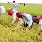 শাল্লা উপজেলায় বোরো ধান কাটার মহোৎসব