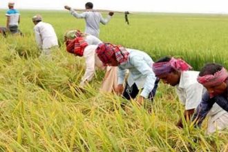 শাল্লা উপজেলায় বোরো ধান কাটার মহোৎসব