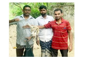 শ্রীমঙ্গলে বিরল প্রজাতির লজ্জাবতী বানর উদ্ধার