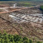 ইন্দোনেশিয়ায় স্বর্ণের খনিতে ভূমিধস: ৪ জনের মৃত্যু, ১৯ নিখোঁজ