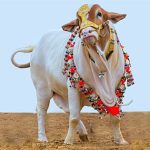 সিলেটে কুরবানির পশুর চাহিদার চেয়ে সরবরাহ বেশি