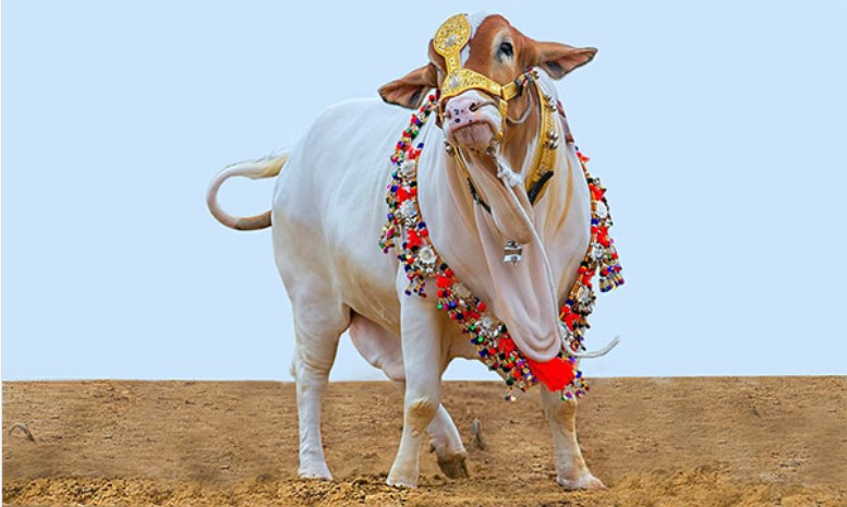 সিলেটে কুরবানির পশুর চাহিদার চেয়ে সরবরাহ বেশি