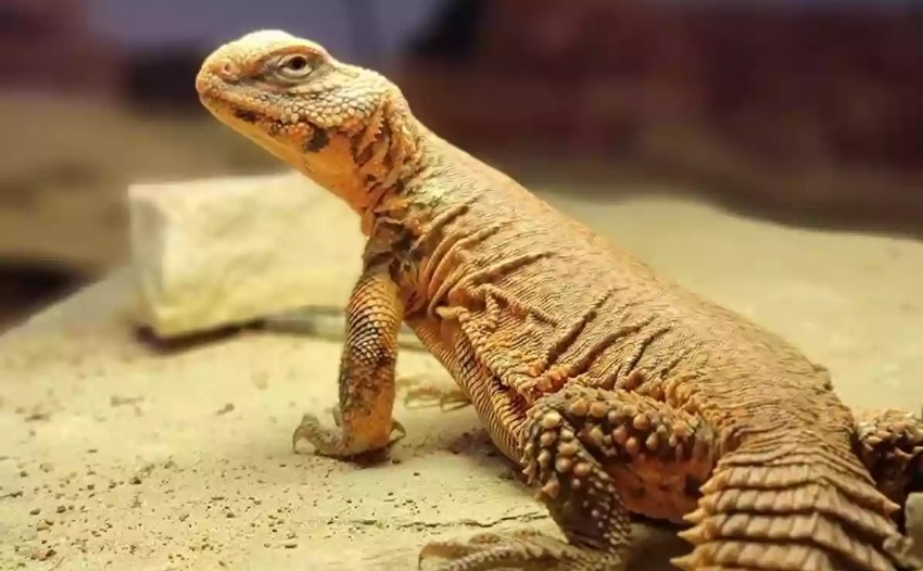 সান্ডা আসলে কী, এই প্রাণী খাওয়ার ইতিহাস কত আগের